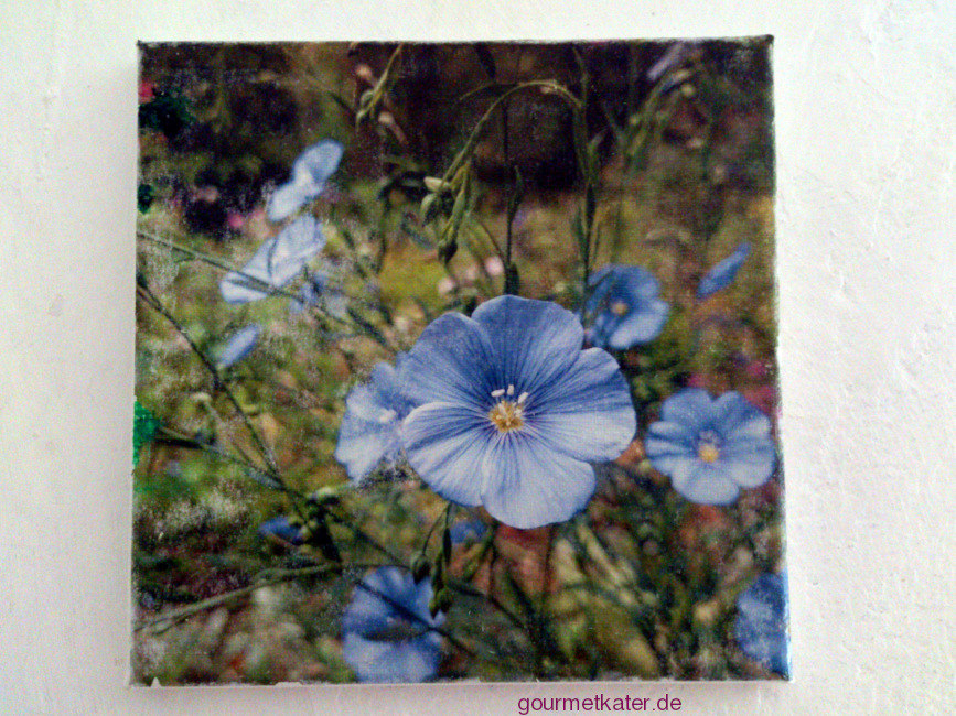 Leinwand Leinblüten by Holger Hintz Leinwandbild mit Leineblüten