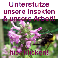 Unterstütze unsere Arbeit! Hummel an Blüte
