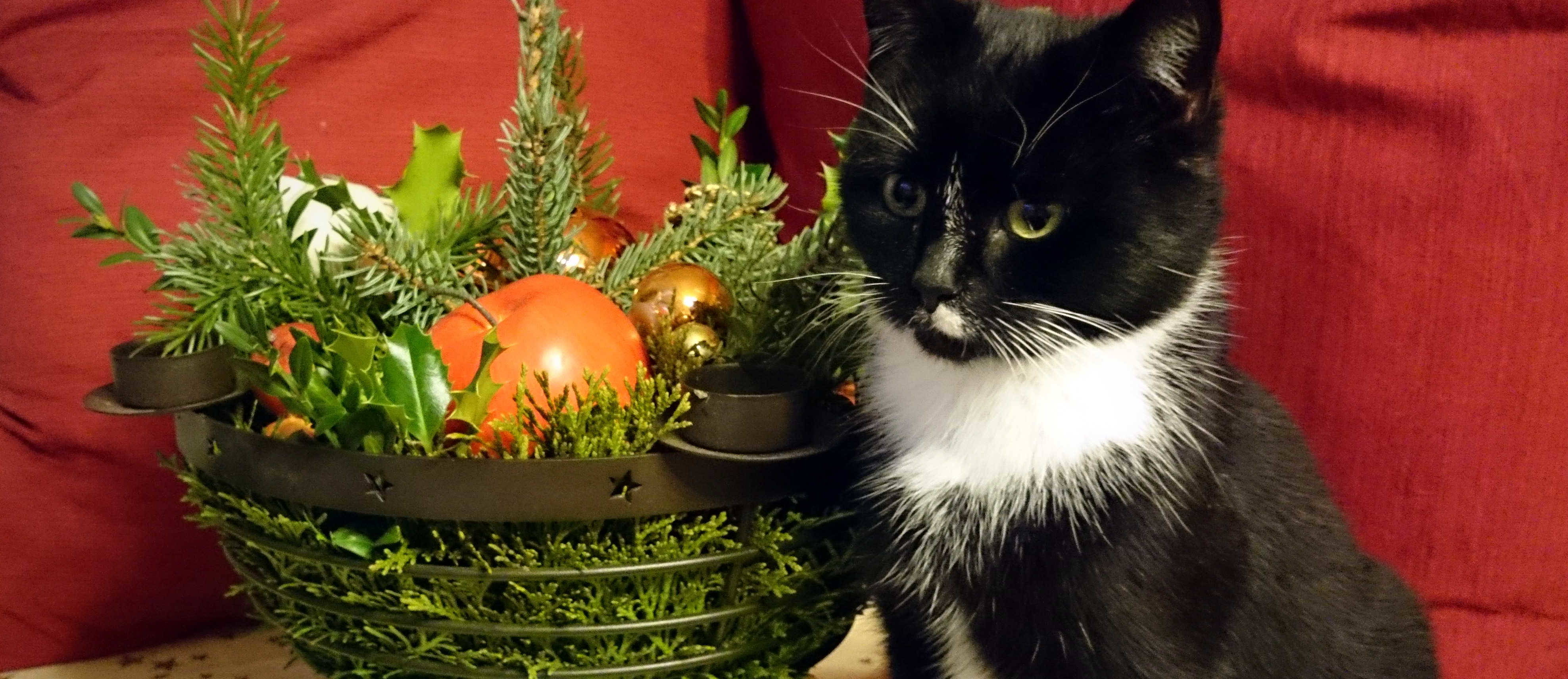Katze neben Weihnachtsgesteck