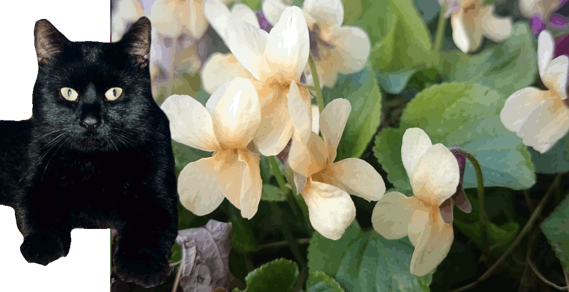 Header Gourmetkater mit Veilchenblüten