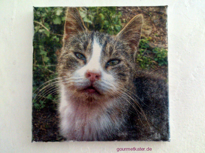 Leinwand Katze Max by Holger Hintz Leinwandbild mit Katze