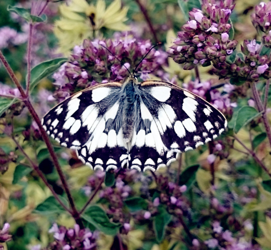 Schmetterling auf Blüte