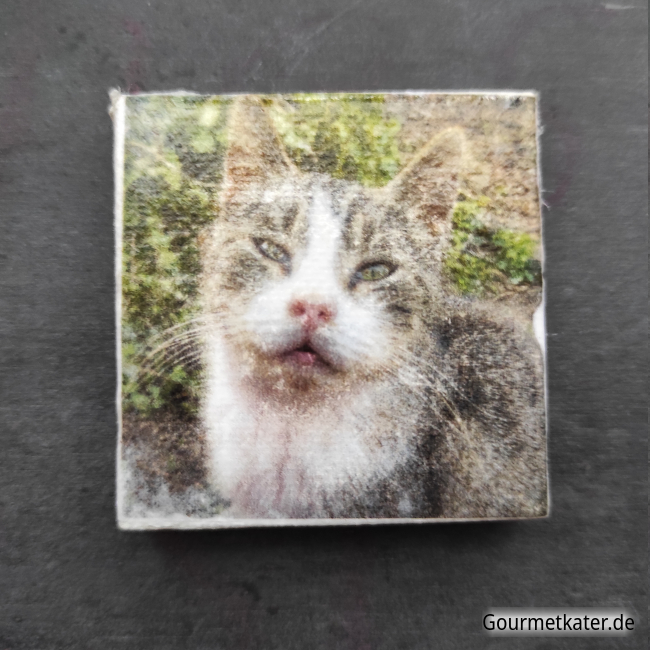 Kühlschrankmagnet Katze Max by Holger Hintz Leinwandbild mit Katze