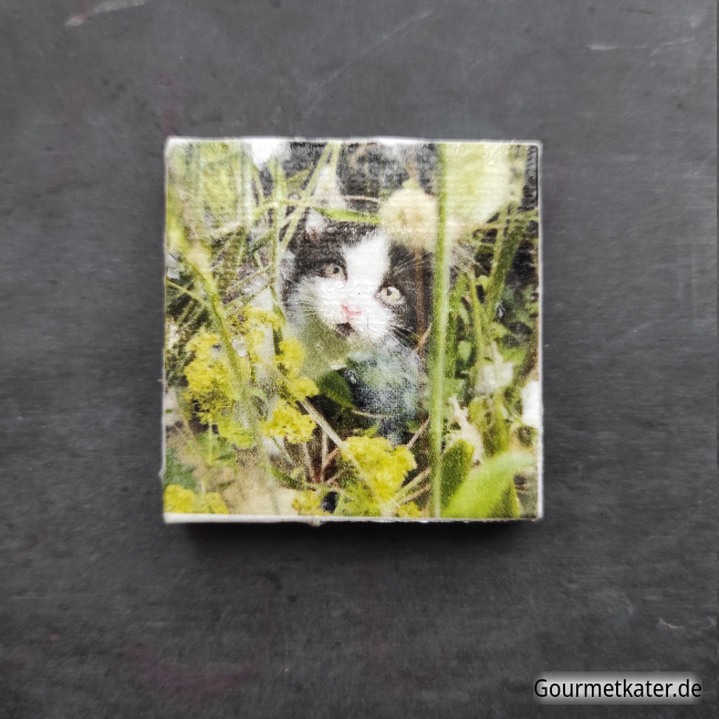 Kühlschrankmagnet Kater Robby by Holger Hintz Leinwandbild mit Katze im Garten