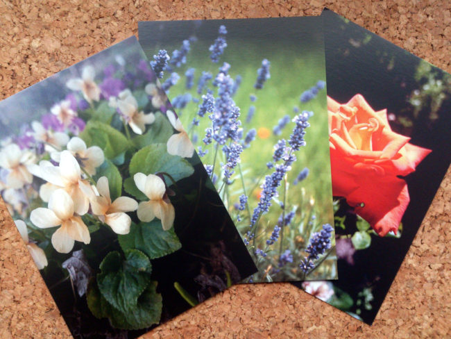 Postkarten mit Blütenmotiv