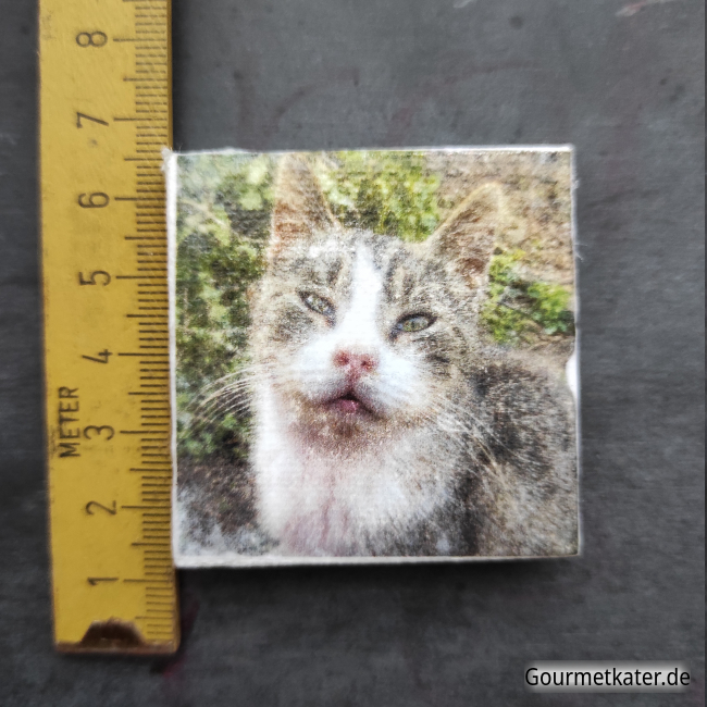 Leinwandbild mit Katze