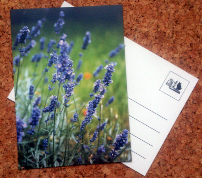 Postkarte mit blühendem lavendel im Garten