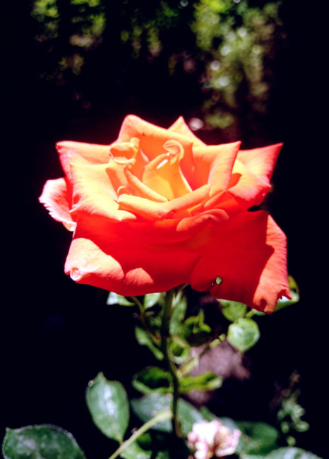 Postkarte Rose Blühende Rose im Garten