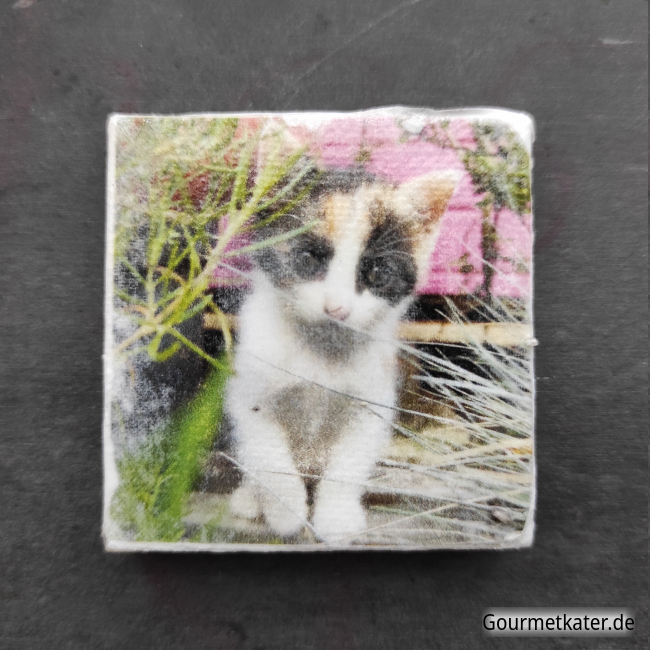 Kühlschrankmagnet Katze Amy by Holger Hintz Leinwandbild mit Katze
