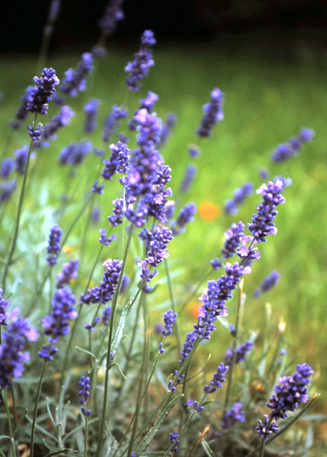 Postkarte Lavendel blühender Lavendel im Garten